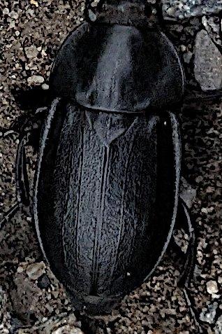 Réf. 360 081 : Silpha sp.